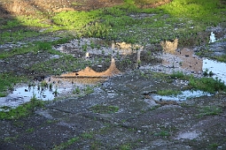 Reflet 1